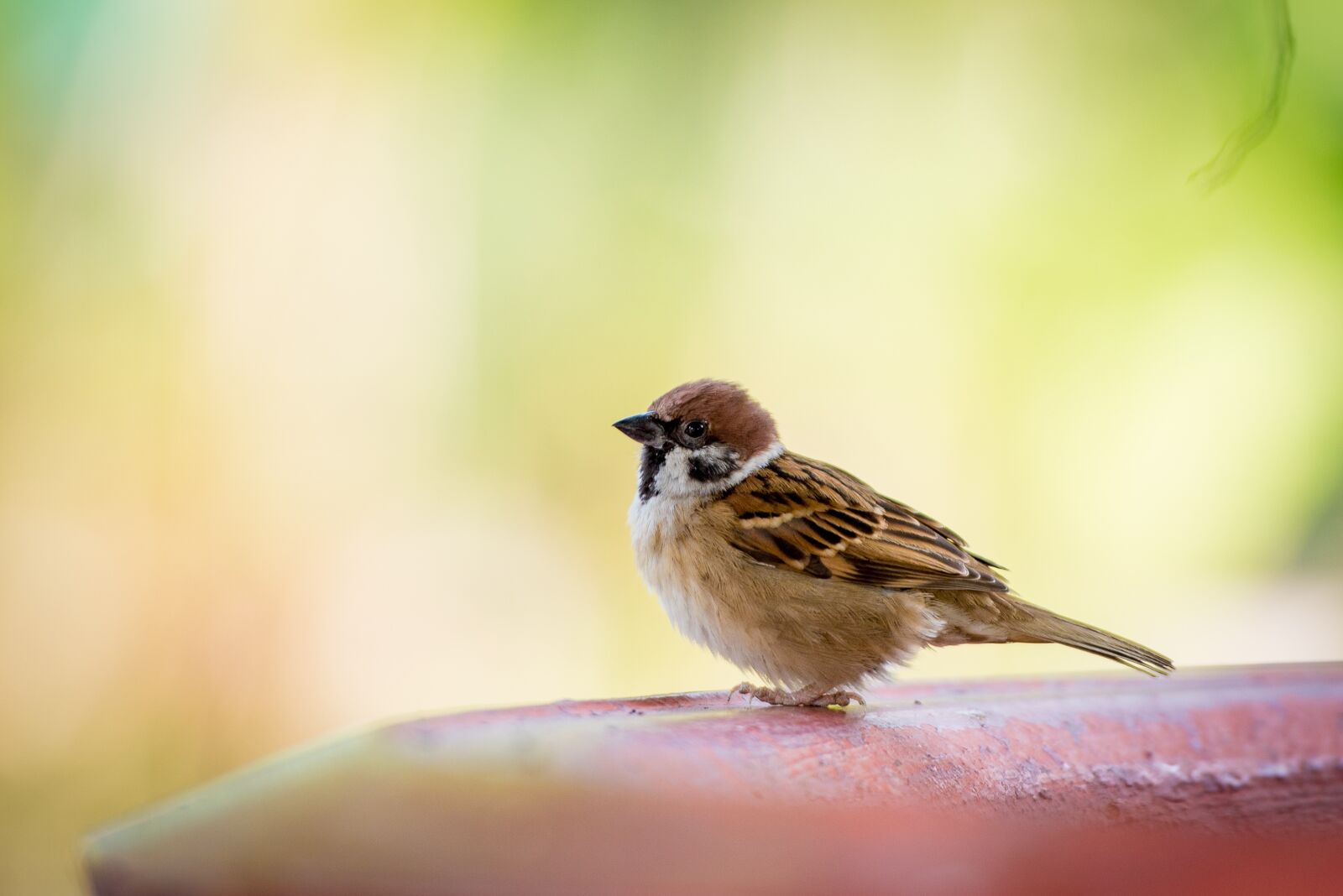 Nikon D610 sample photo. Bird, nature, wild photography