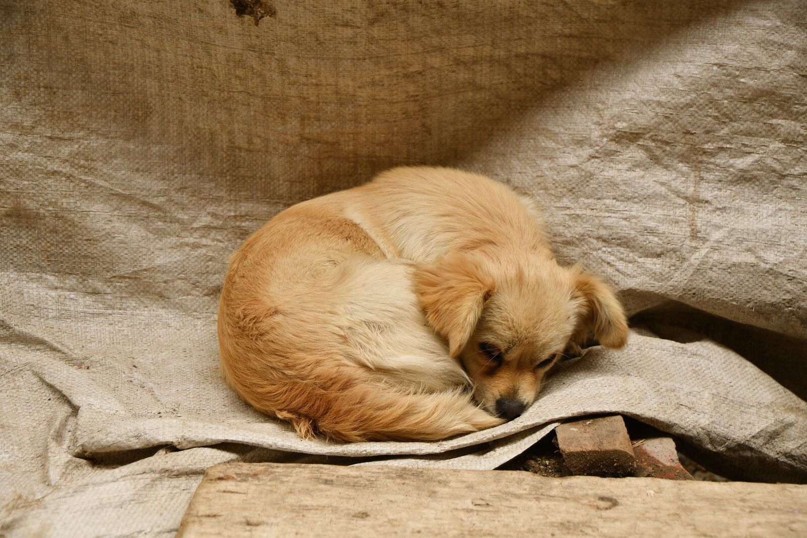 Nikon D500 sample photo. Sleep, animal, dog photography