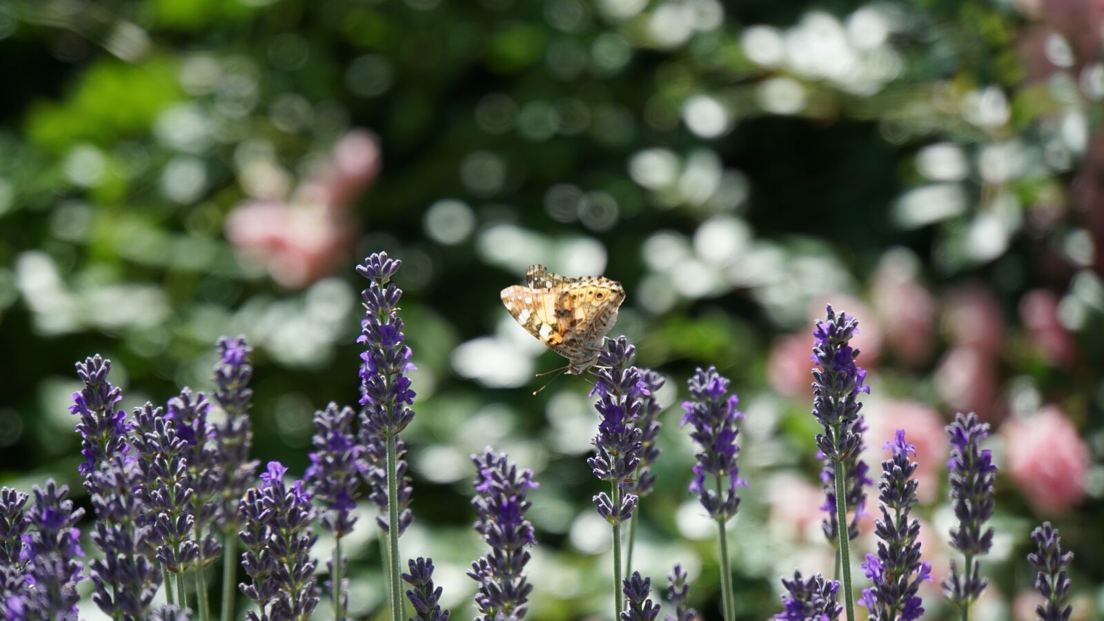 Sony E 18-200mm F3.5-6.3 OSS LE sample photo. Butterfly, insect, animal photography