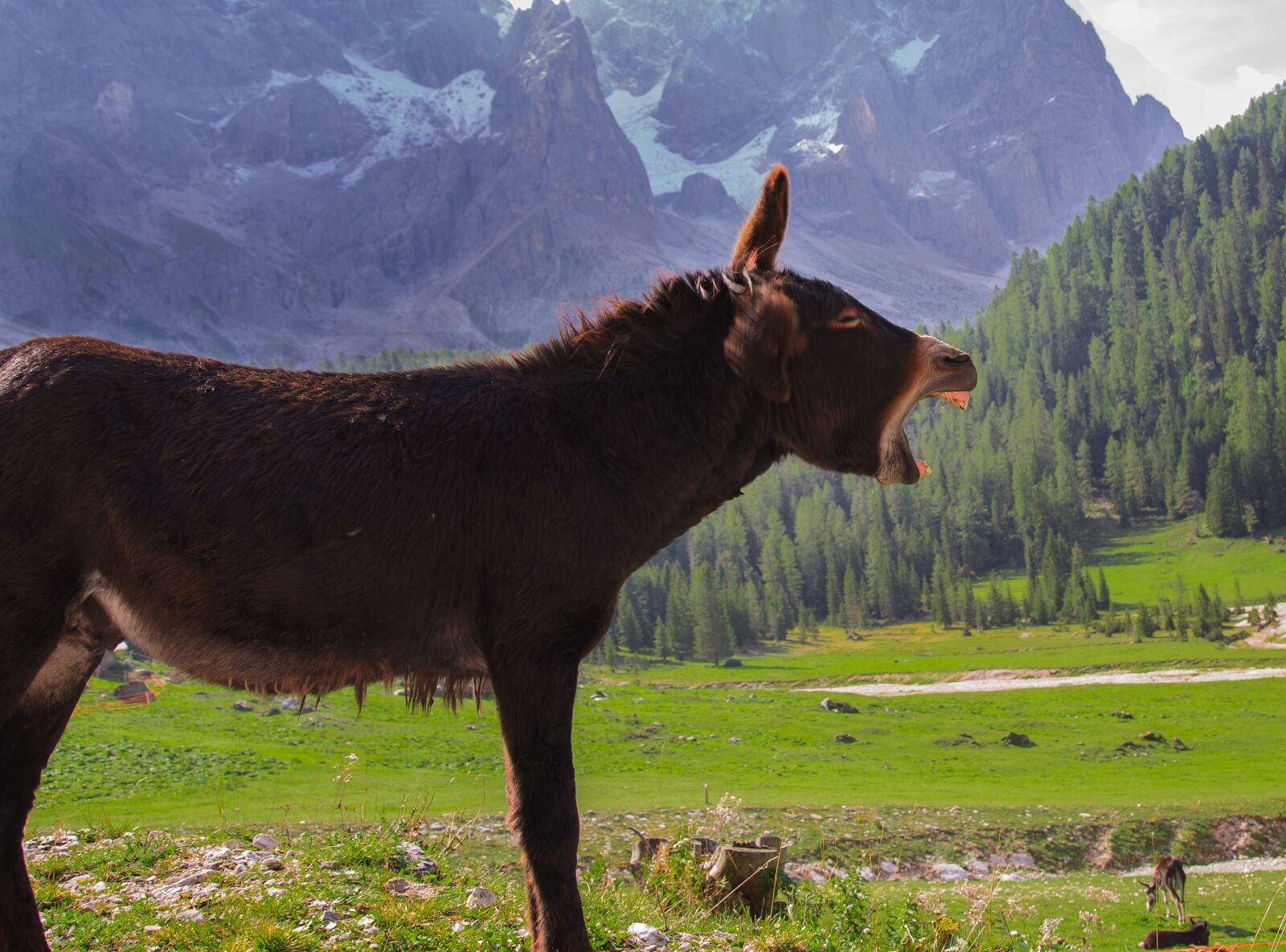 Canon EOS 6D sample photo. Donkey, animals, mountain photography