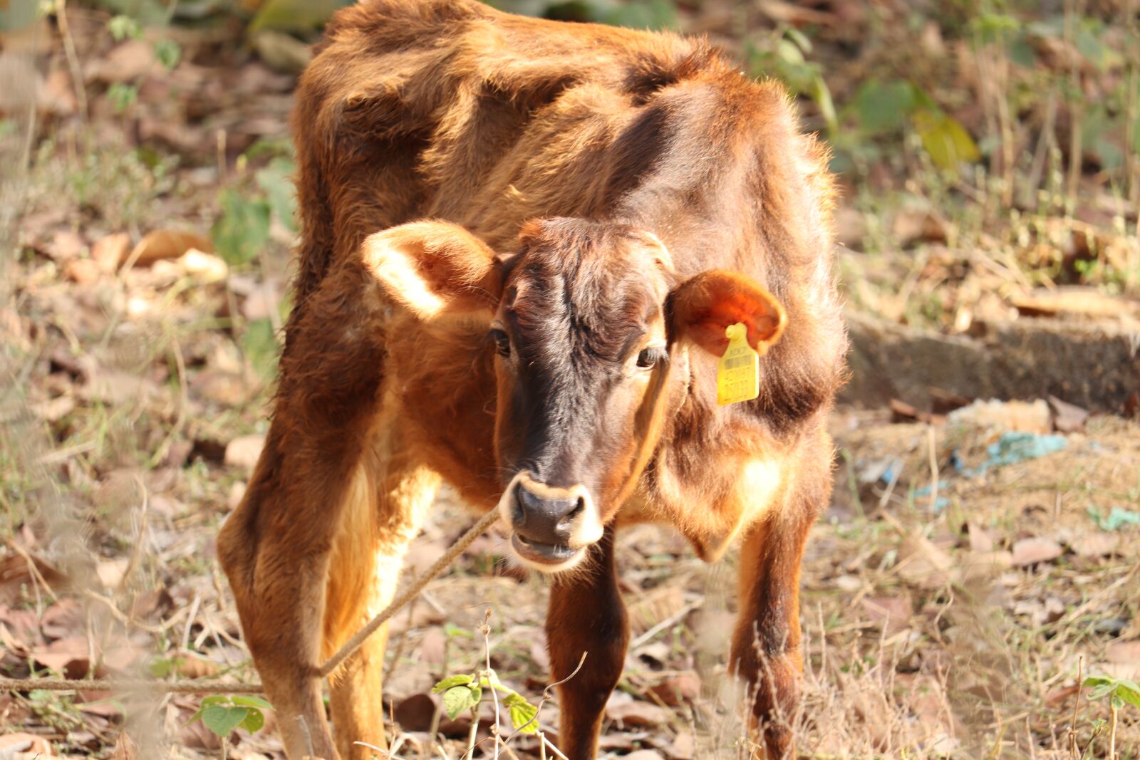 Canon EOS 250D (EOS Rebel SL3 / EOS Kiss X10 / EOS 200D II) sample photo. Animal, outdoor, cow photography