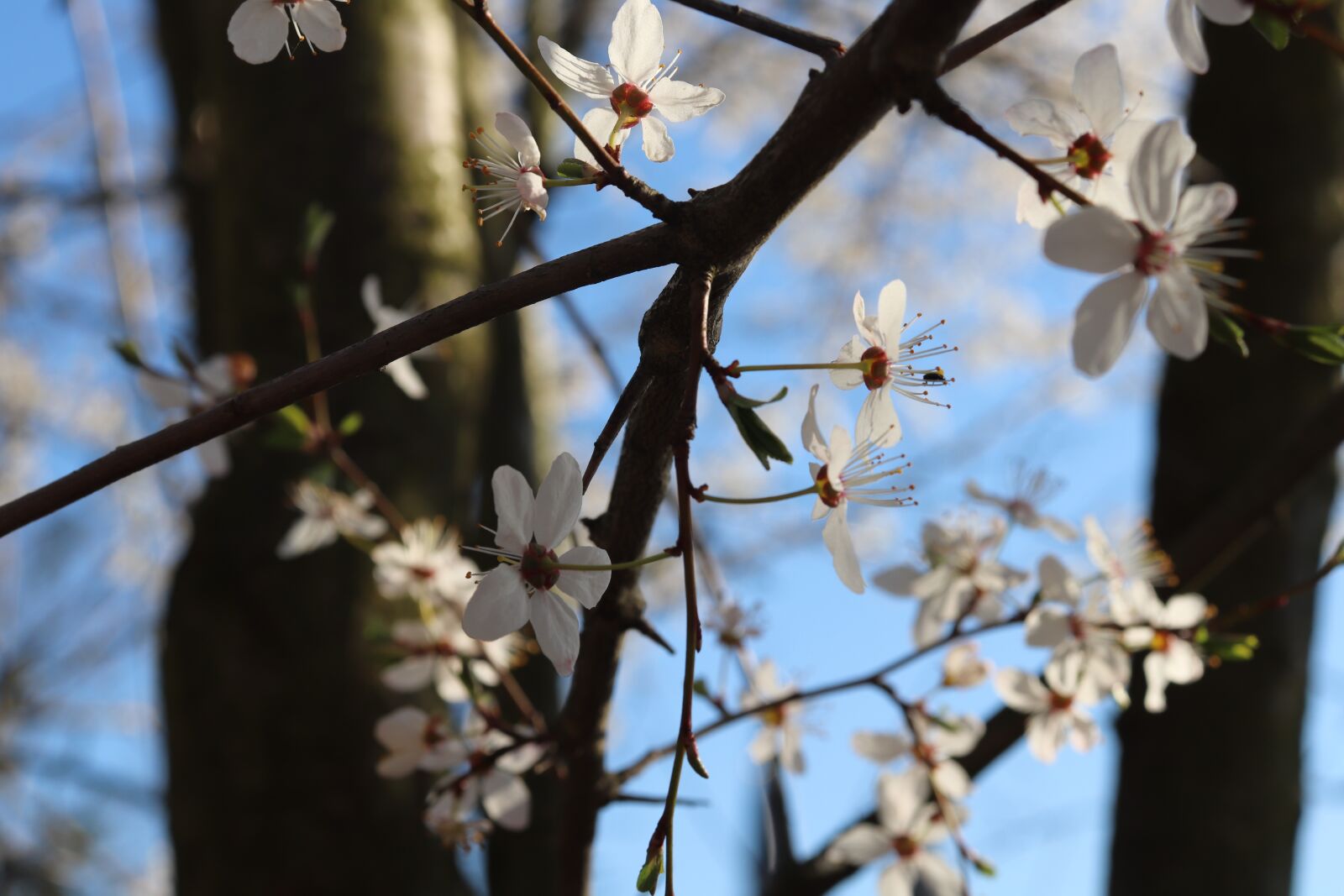 Canon EOS 200D (EOS Rebel SL2 / EOS Kiss X9) sample photo. Flower, tree, spring photography