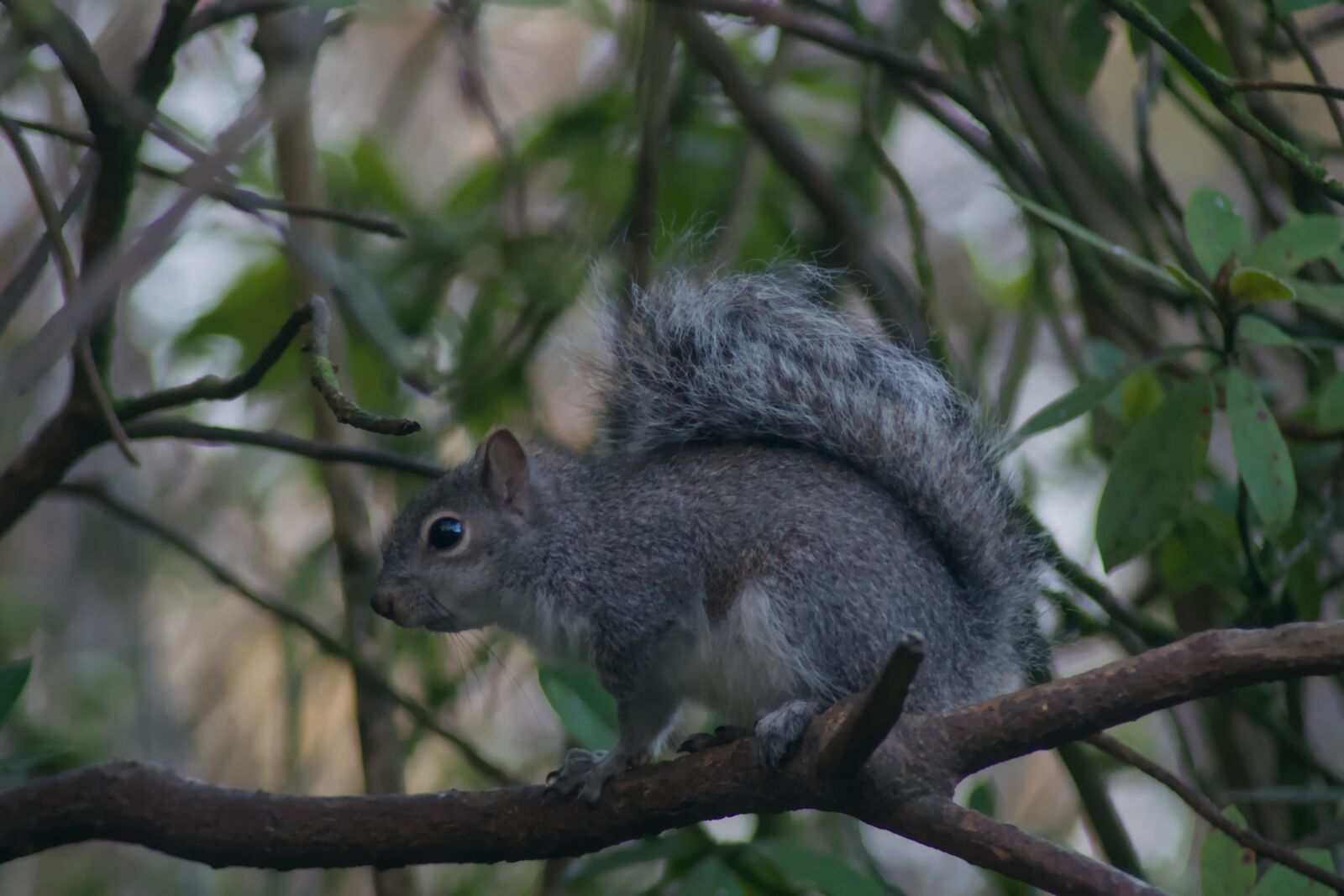 Tamron AF 70-300mm F4-5.6 Di LD Macro sample photo. Gray squirrel photography