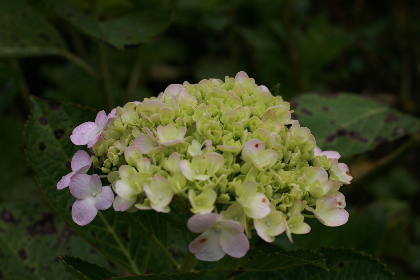 Canon EOS 5D sample photo. Flowers, nature, spring photography