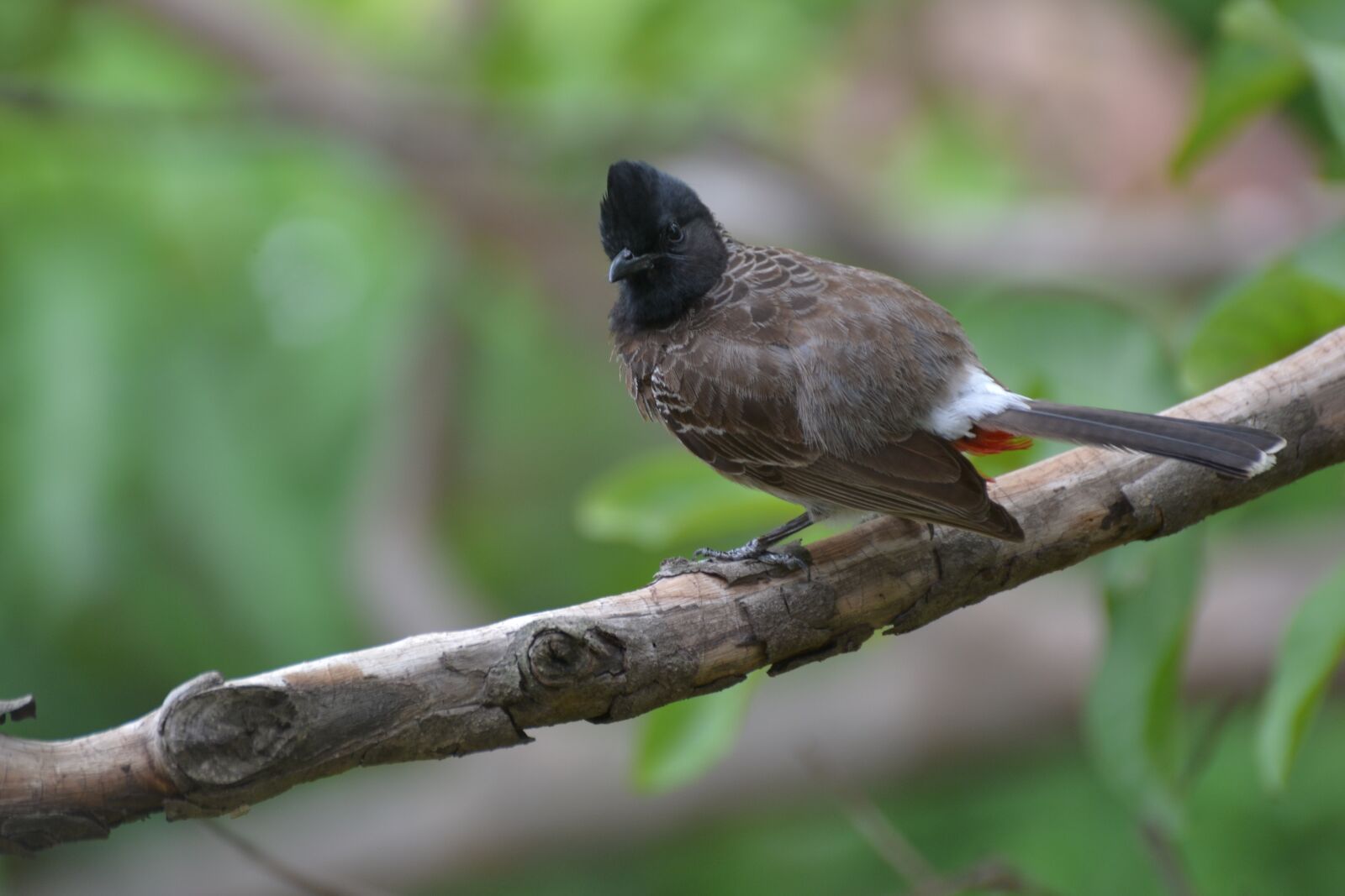 Nikon D3100 sample photo. Wildlife, nature, bird photography