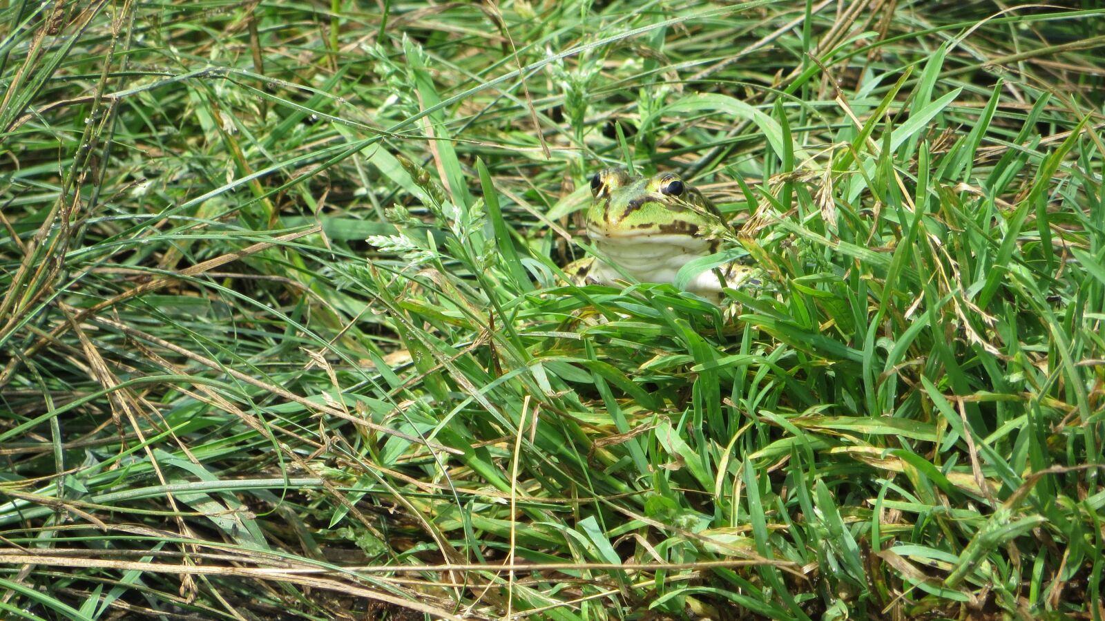 Canon PowerShot SX260 HS sample photo. Frog, grass, green photography