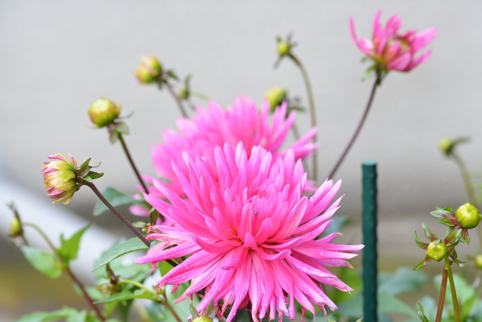 Nikon D5100 sample photo. Flower, flowers, petals photography