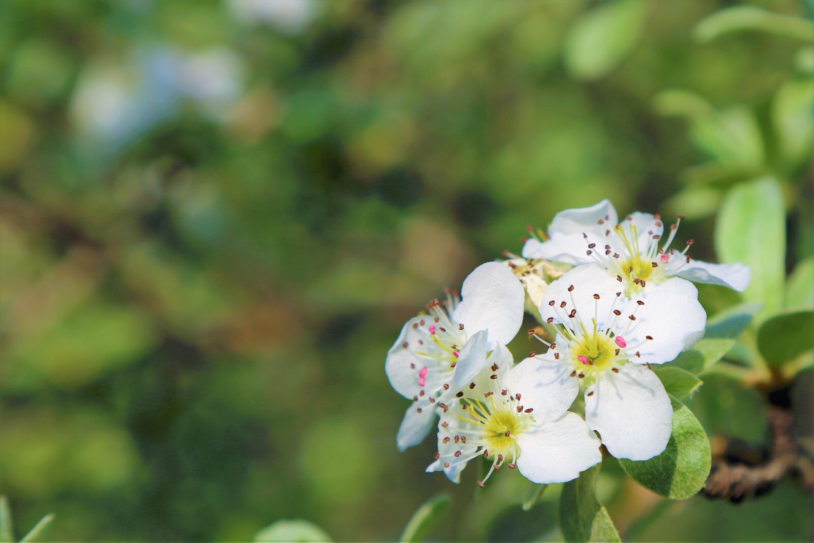 Canon EOS 5D Mark III sample photo. Flower, spring, tree photography