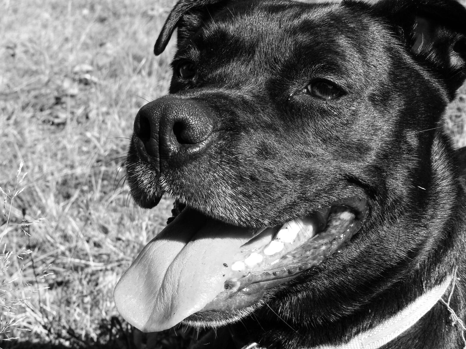 Olympus SP-820UZ sample photo. Dog, black dog, stafford photography