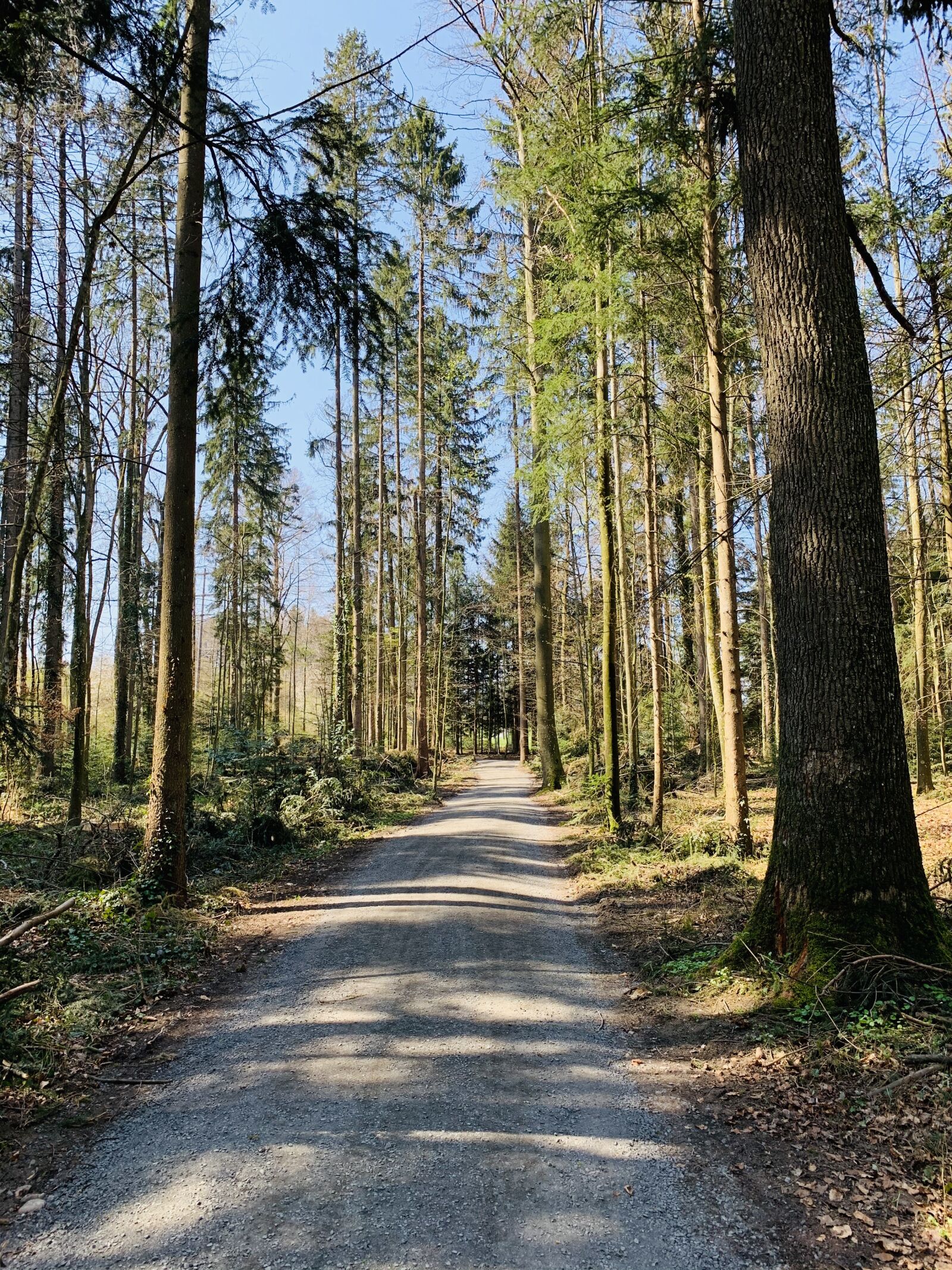 Apple iPhone XR sample photo. Forest, road, spring photography