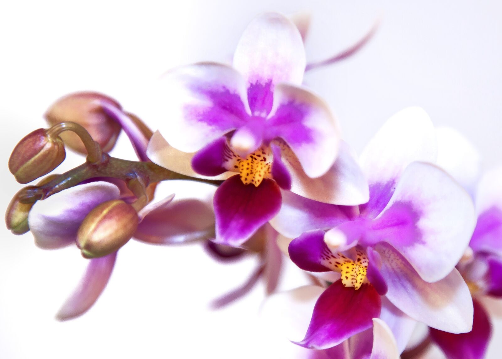 Canon EOS 50D + Canon EF 24-105mm F4L IS USM sample photo. Phalaenopsis, orchid, white pink photography
