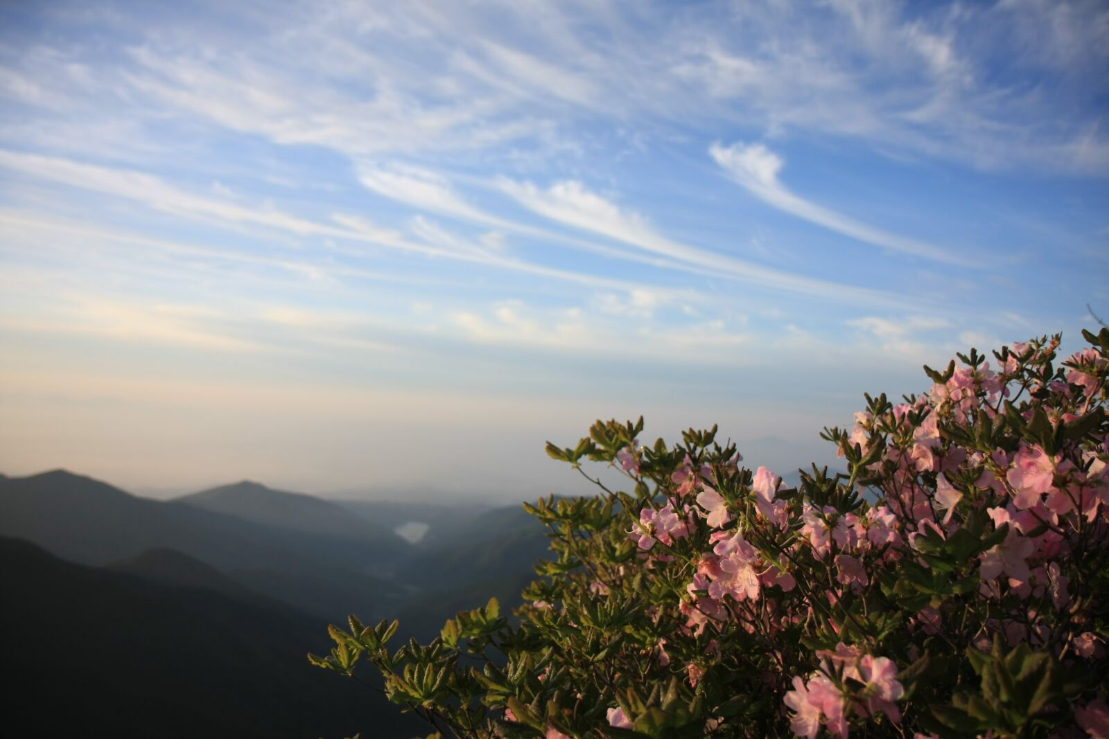 Canon EOS 40D sample photo. Sobaeksan, azalea, spring photography
