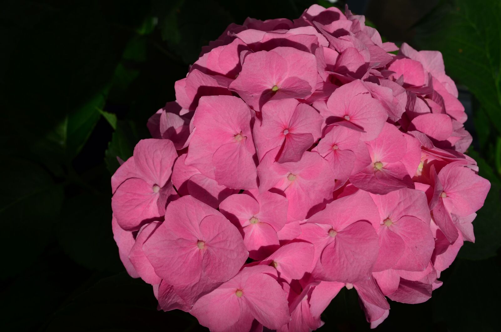 Nikon D5100 sample photo. Hydrangea, flower, blossom photography