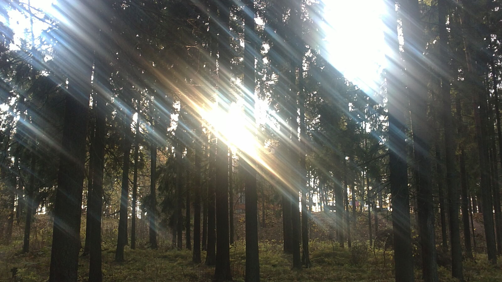 Sony Ericsson U5i sample photo. Light, pin, sunny, trees photography