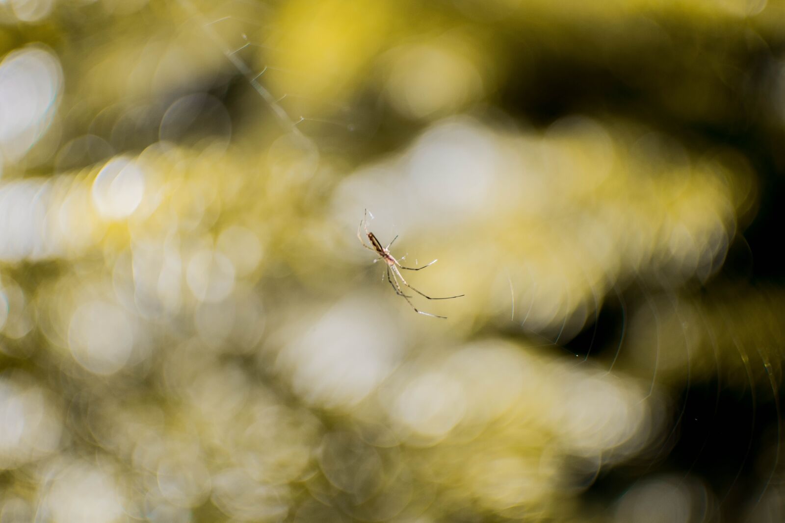 Nikon D5200 sample photo. Spider, bokeh, nature photography