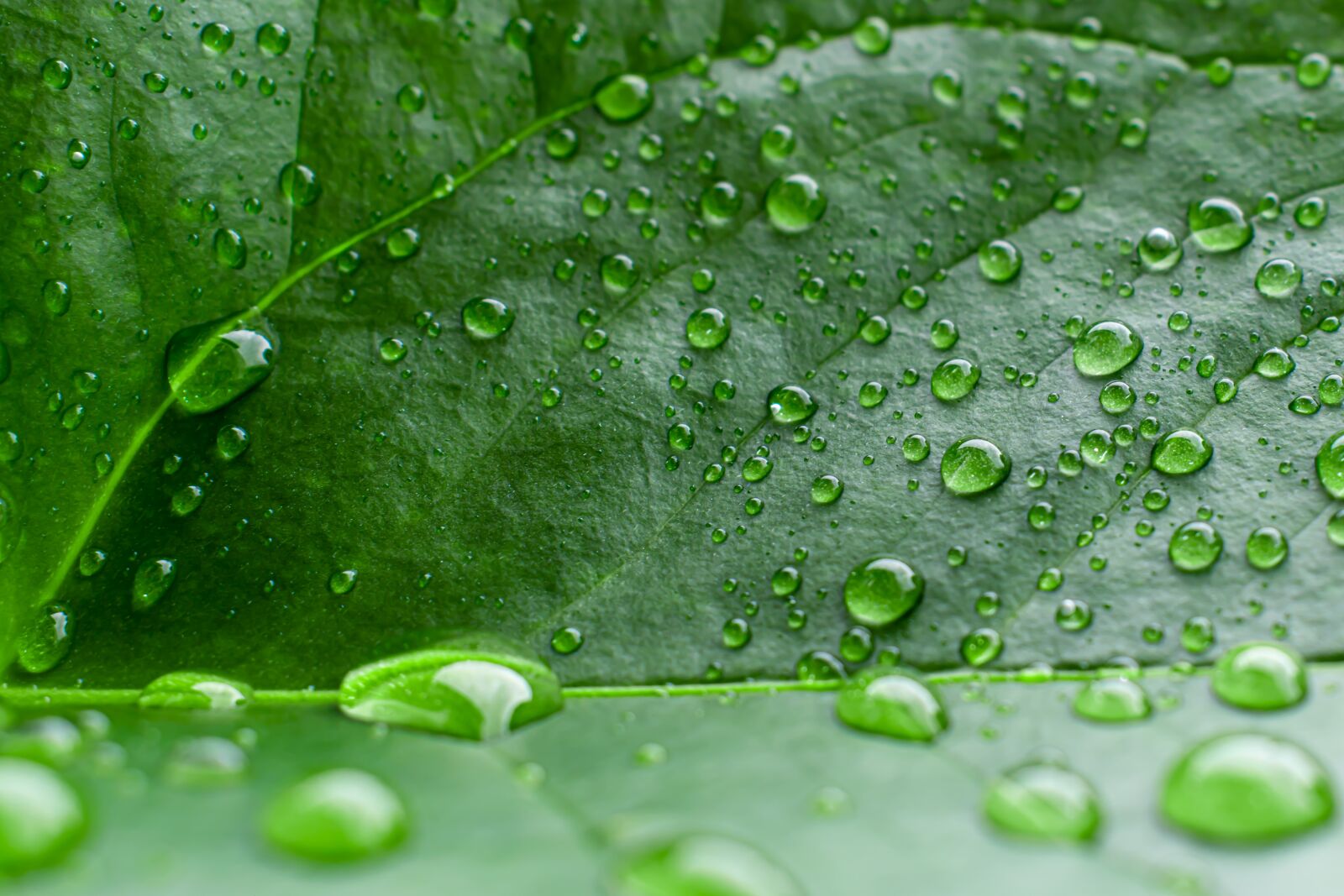 Nikon D5300 sample photo. Leaf, raindrop, flora photography