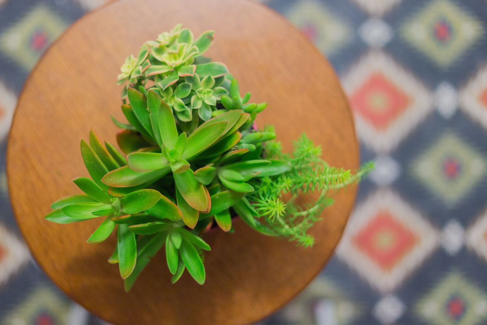Canon EOS 6D + Canon EF 50mm F1.4 USM sample photo. Night, plants photography