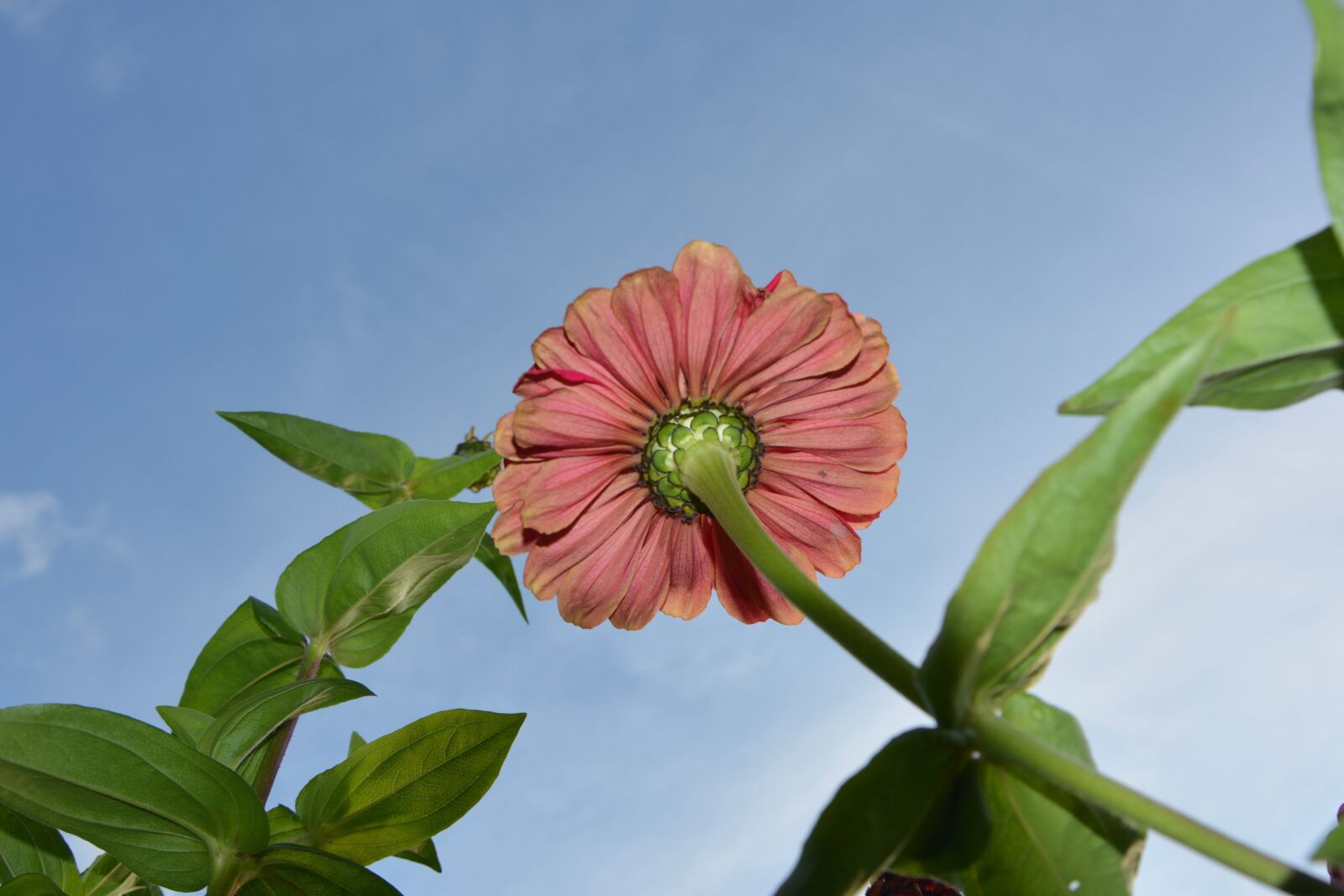 Nikon D5200 sample photo. Flower, below flower, green photography