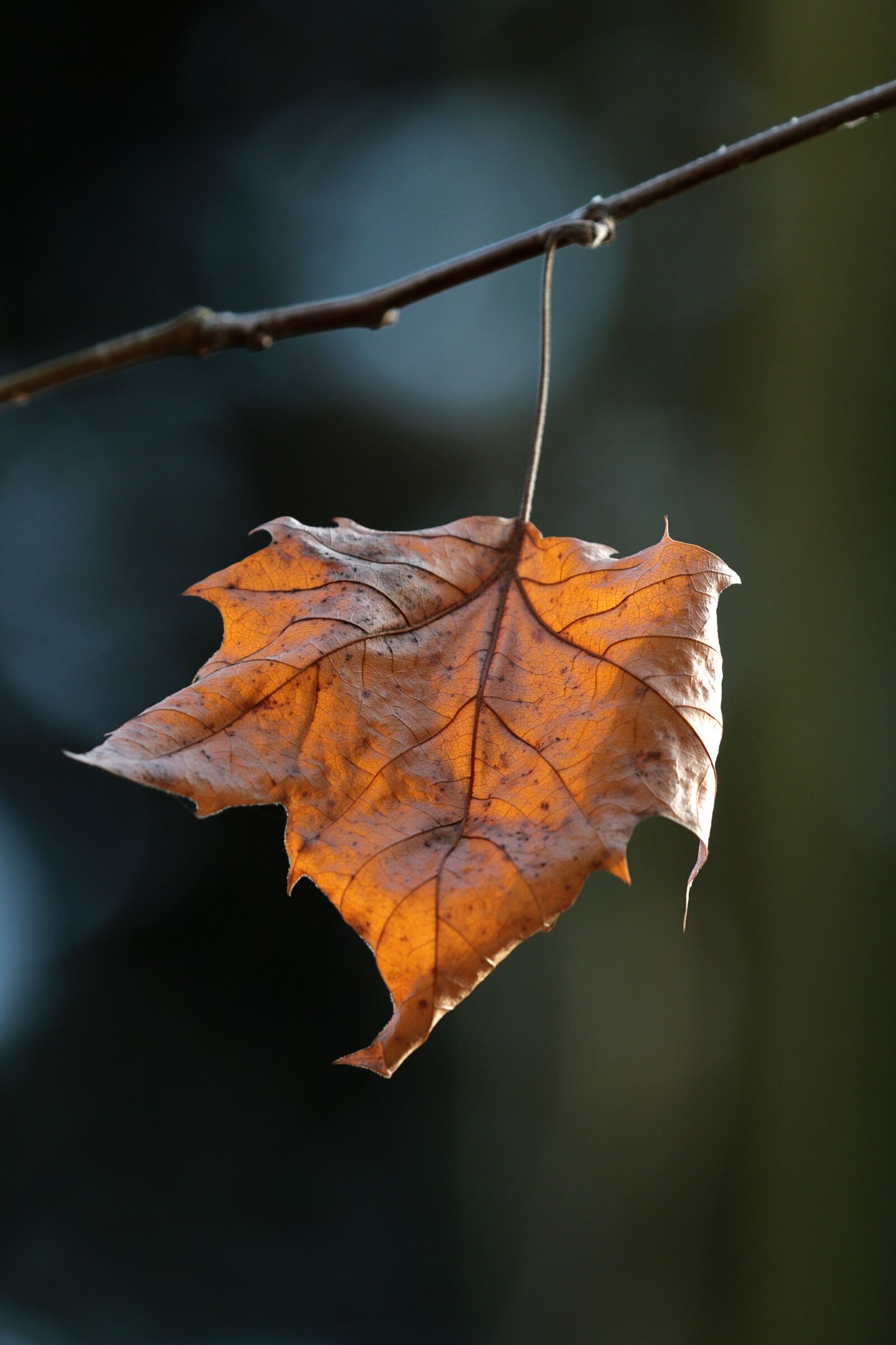 Canon EOS 7D Mark II sample photo. Light, autumn, nature photography