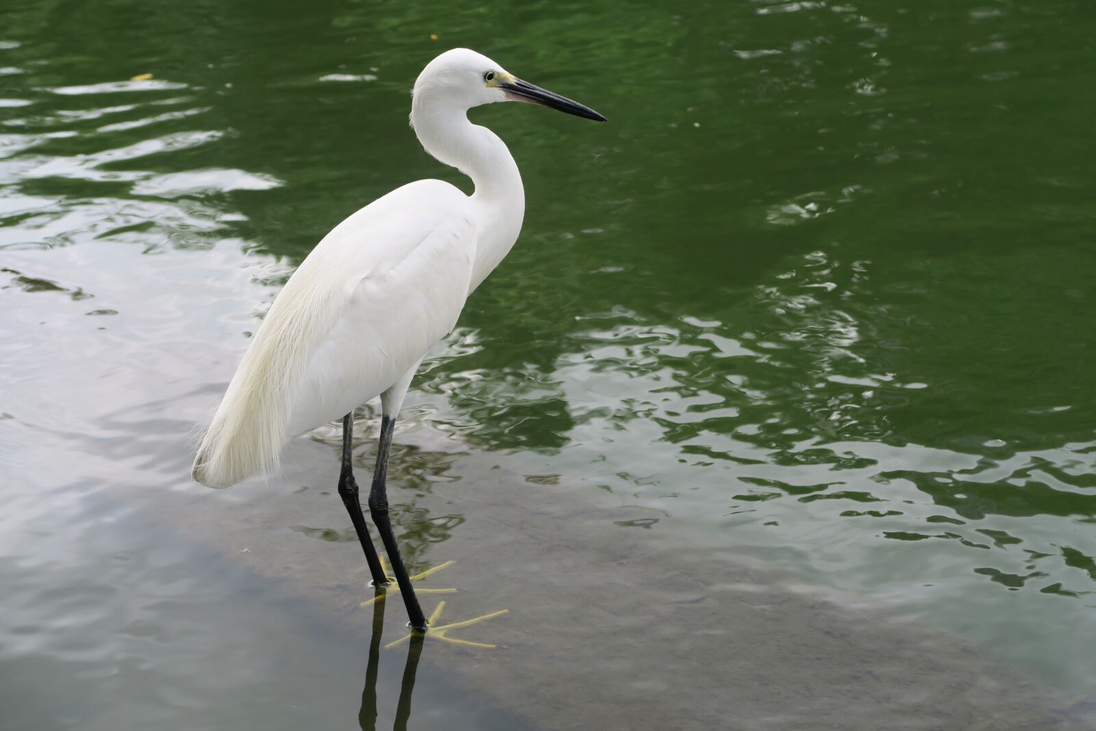 Canon PowerShot G7 X sample photo. White heron, little egret photography