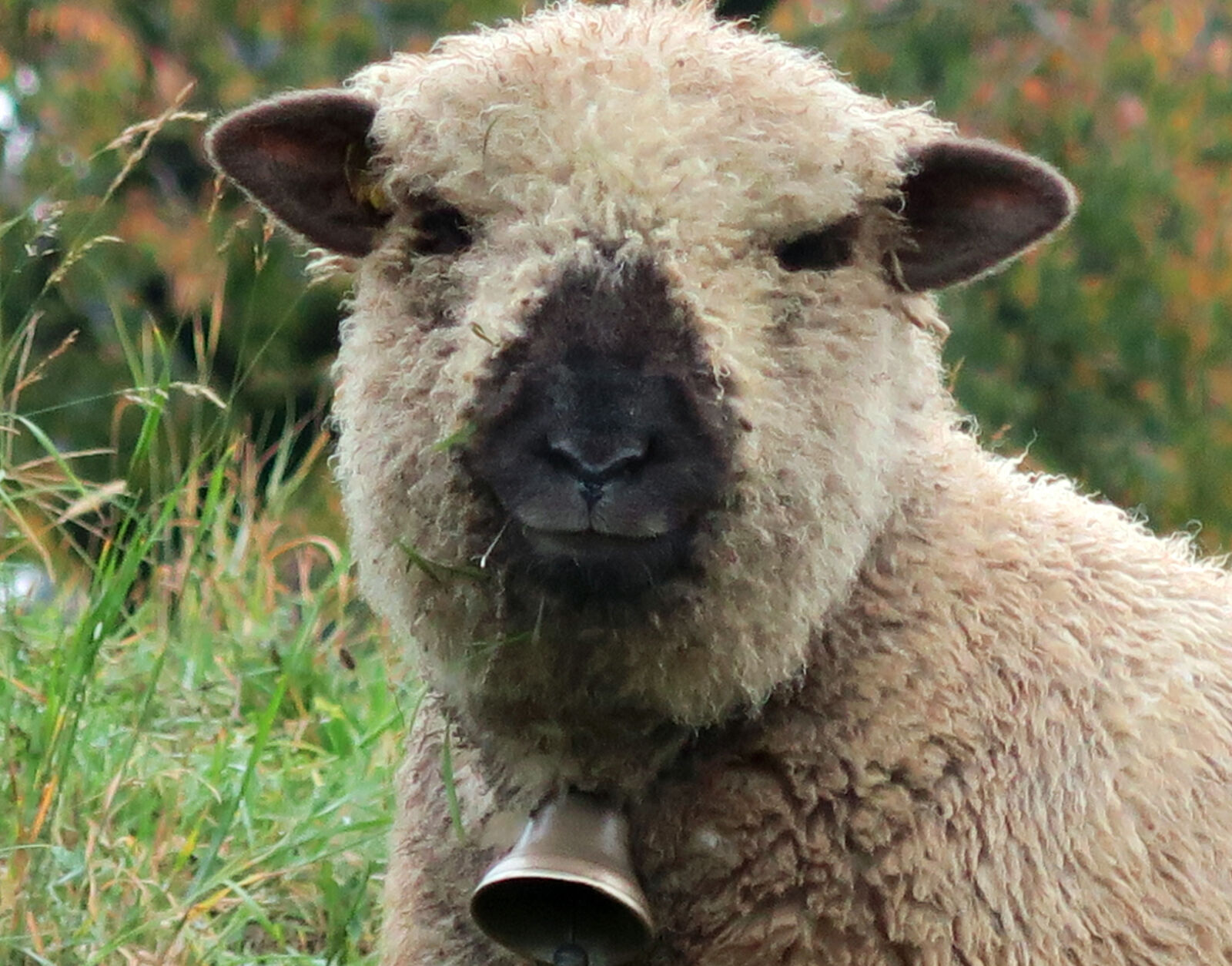 Canon PowerShot G7 X sample photo. Animal, bell, farm, ram photography