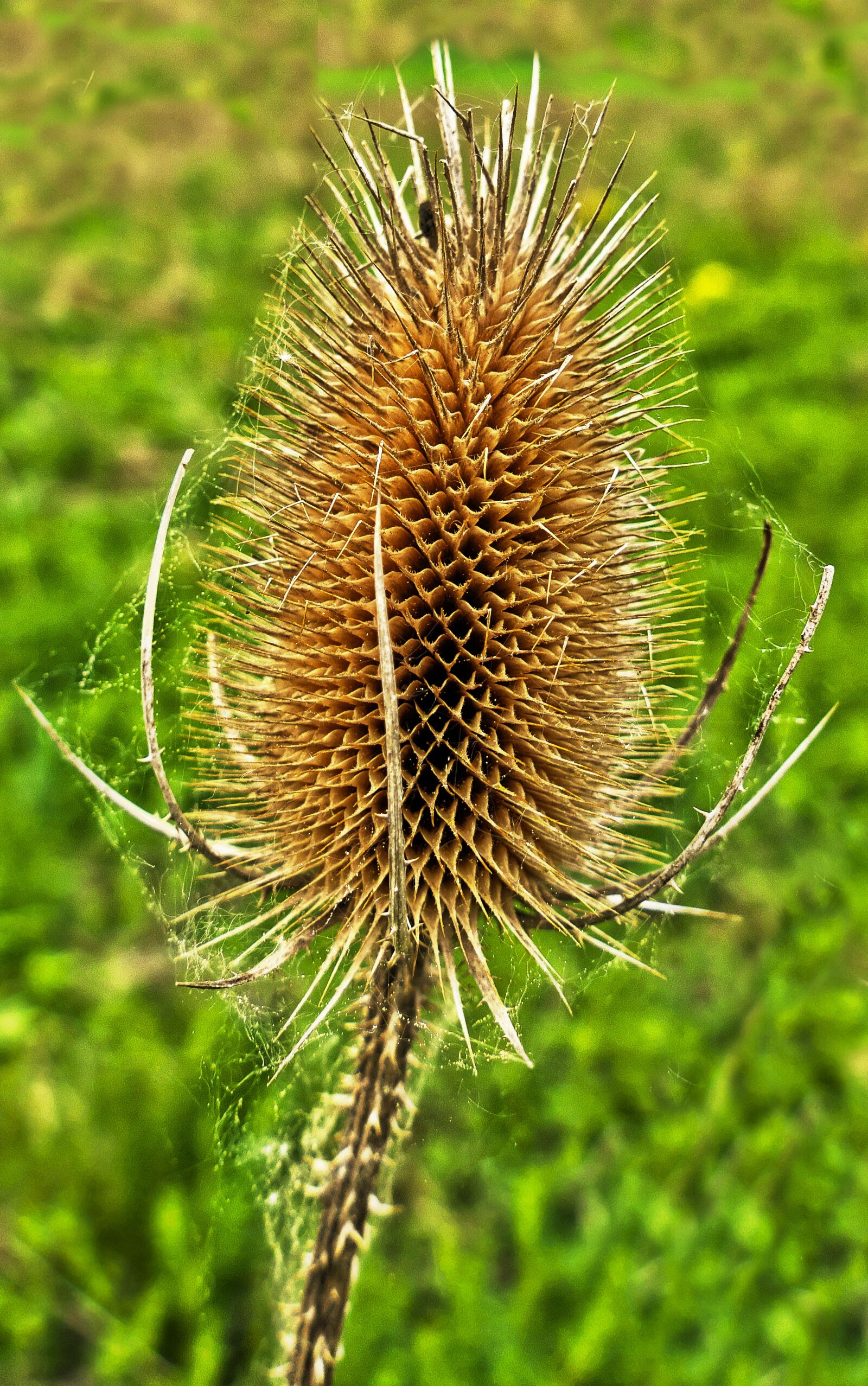 Panasonic Lumix DMC-FZ1000 sample photo. Card, infructescence, dried photography