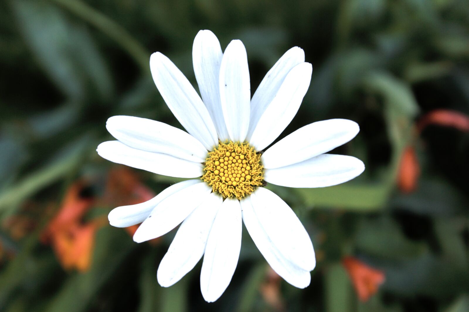 Canon EOS 1200D (EOS Rebel T5 / EOS Kiss X70 / EOS Hi) sample photo. Daisy, flower, white photography