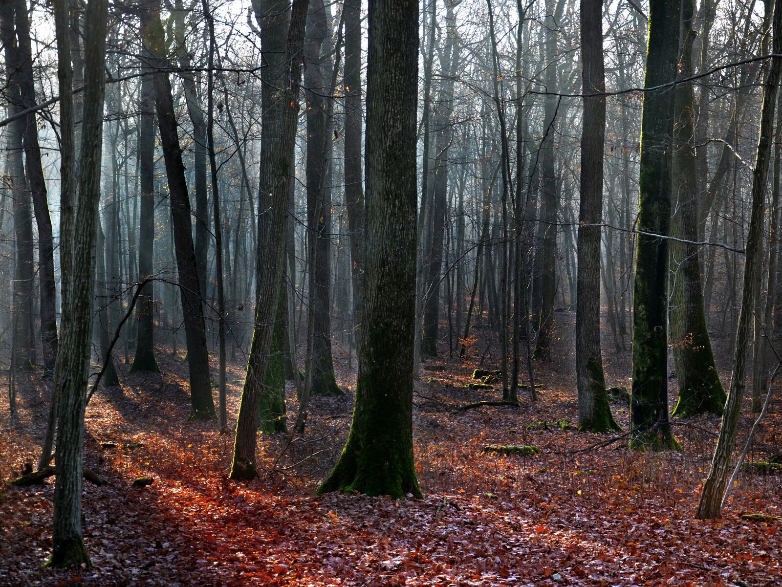 Nikon D5100 sample photo. Forest, light, landscape photography