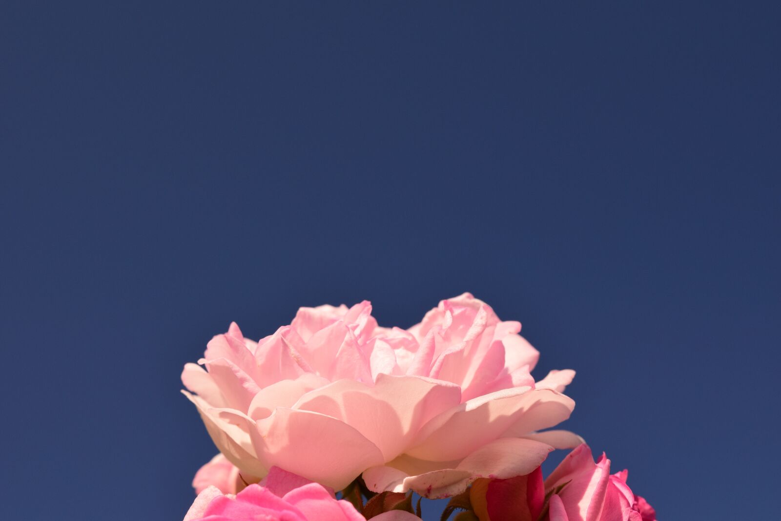 Nikon D3300 sample photo. Rose, rose pink, pink photography