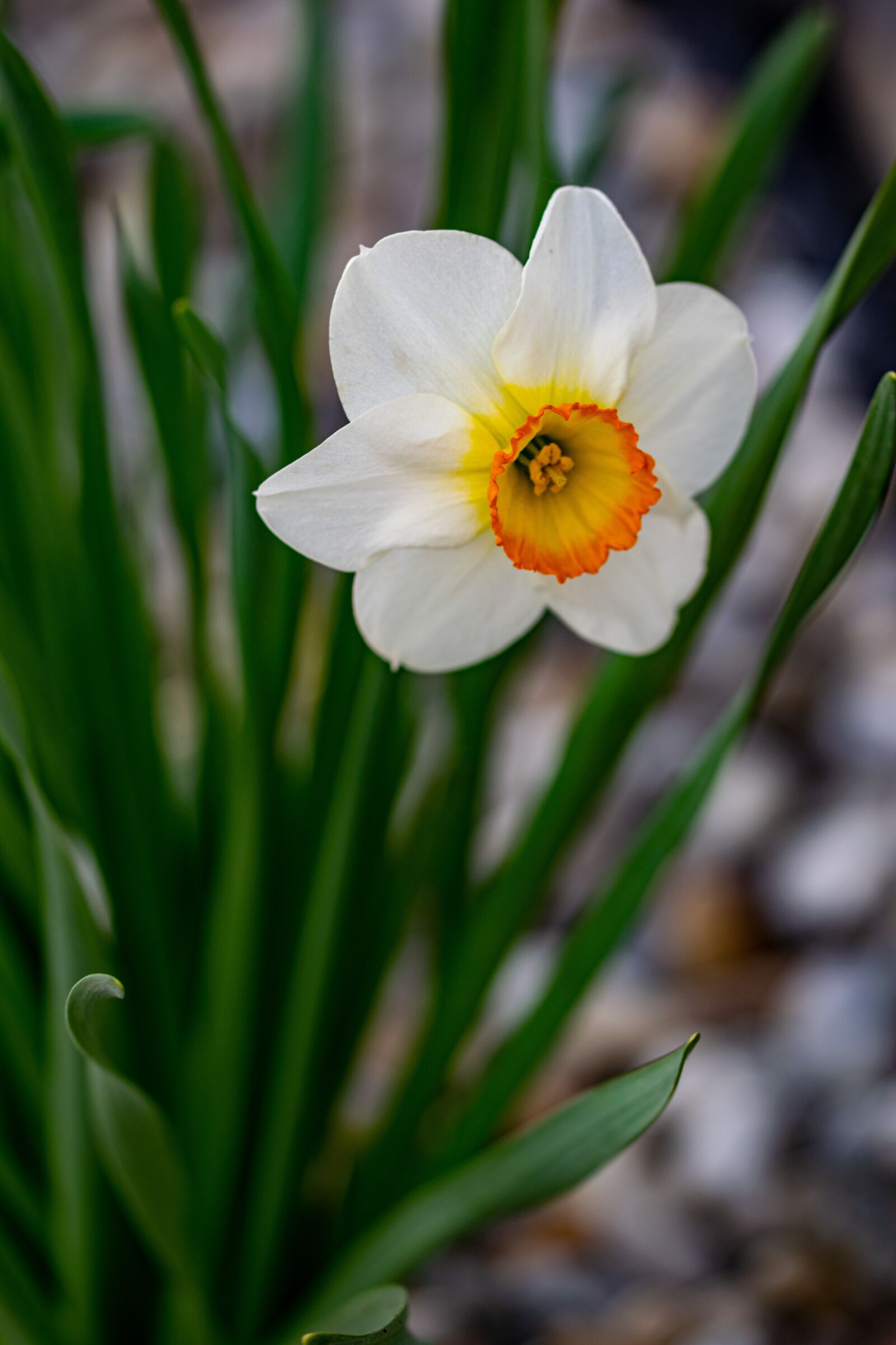 Nikon D5300 sample photo. The narcissist, flower, garden photography