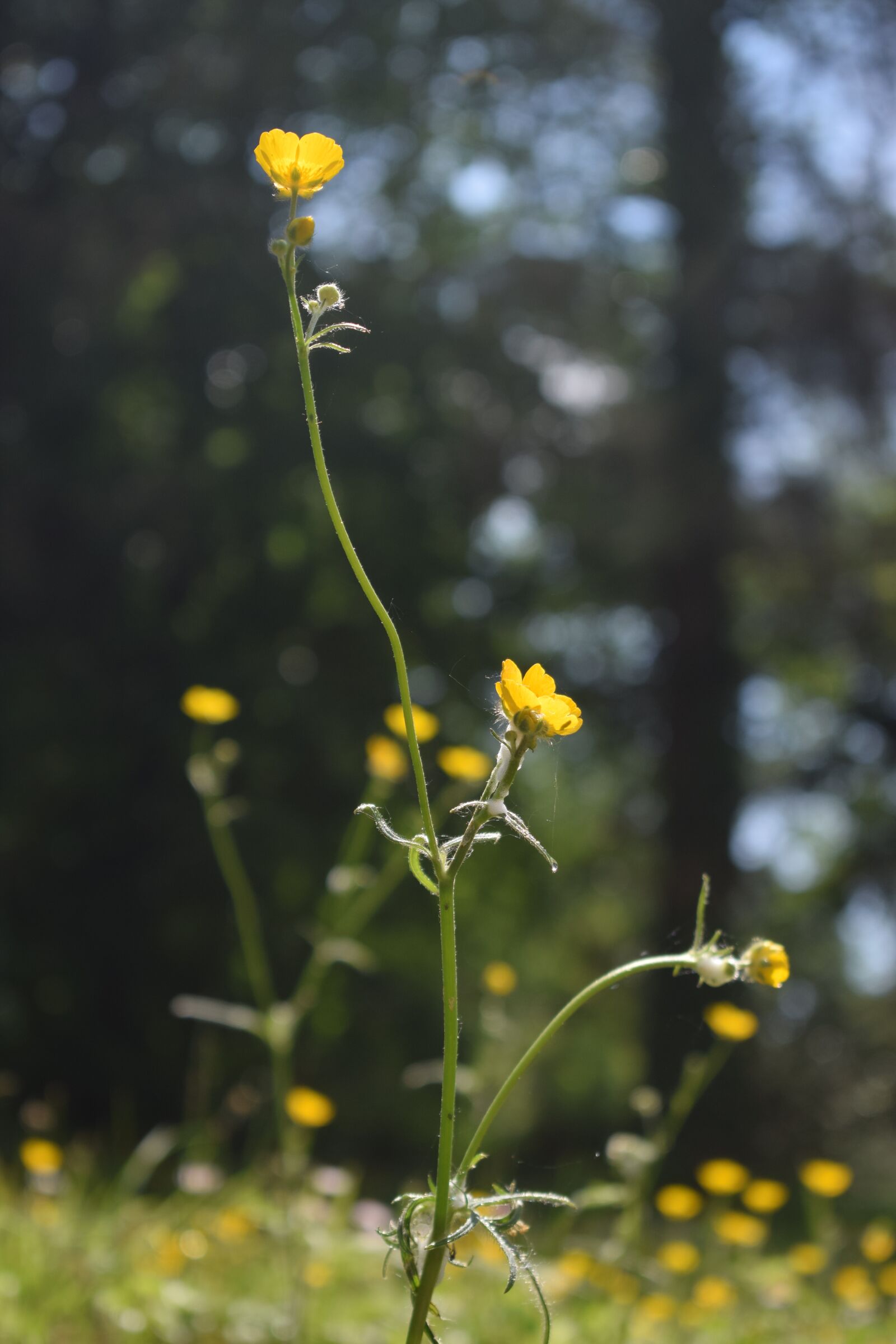 Nikon D3300 sample photo. Buttercup, field, meadow photography