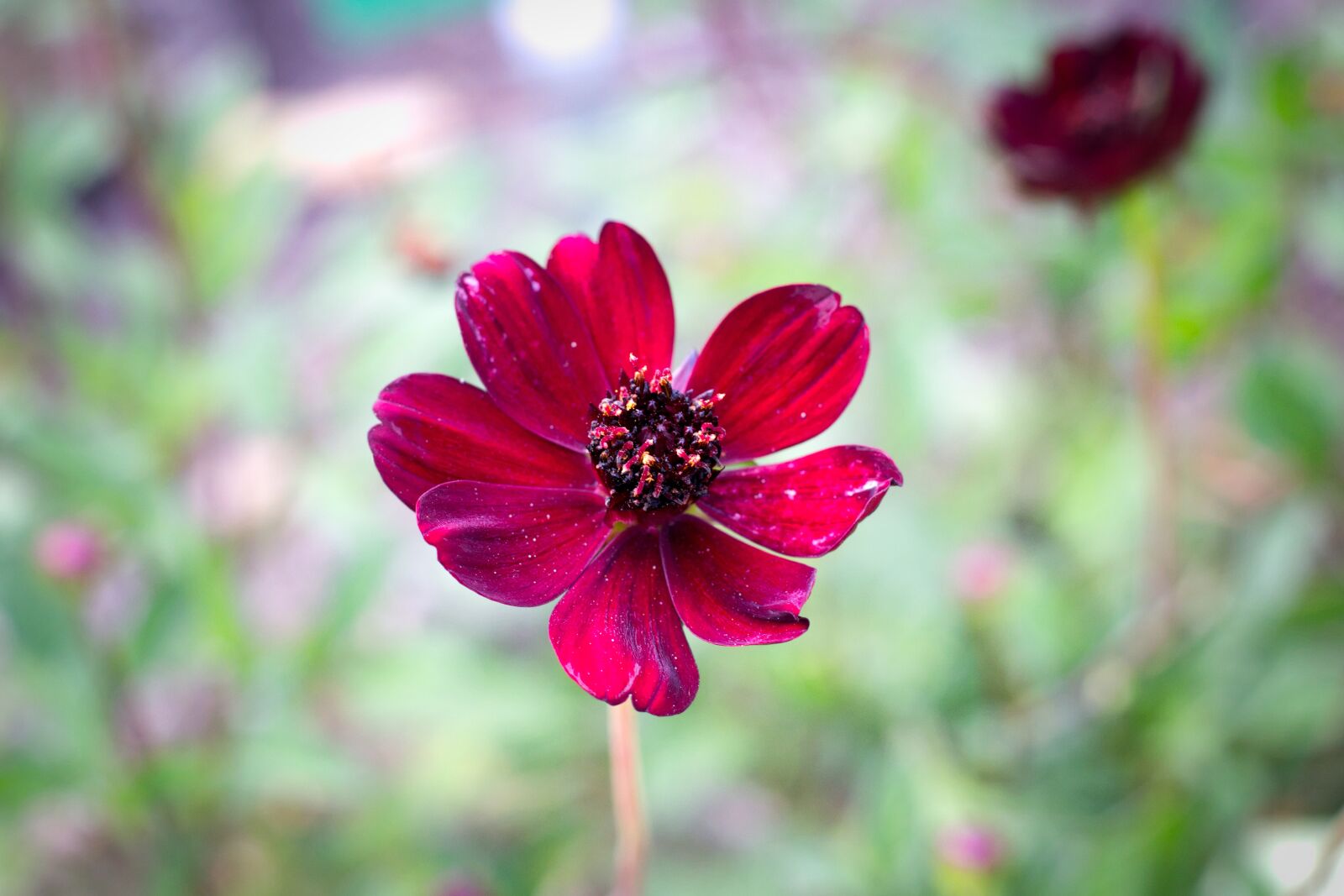 Canon EF 50mm F1.8 STM sample photo. Flower, blossom, bloom photography