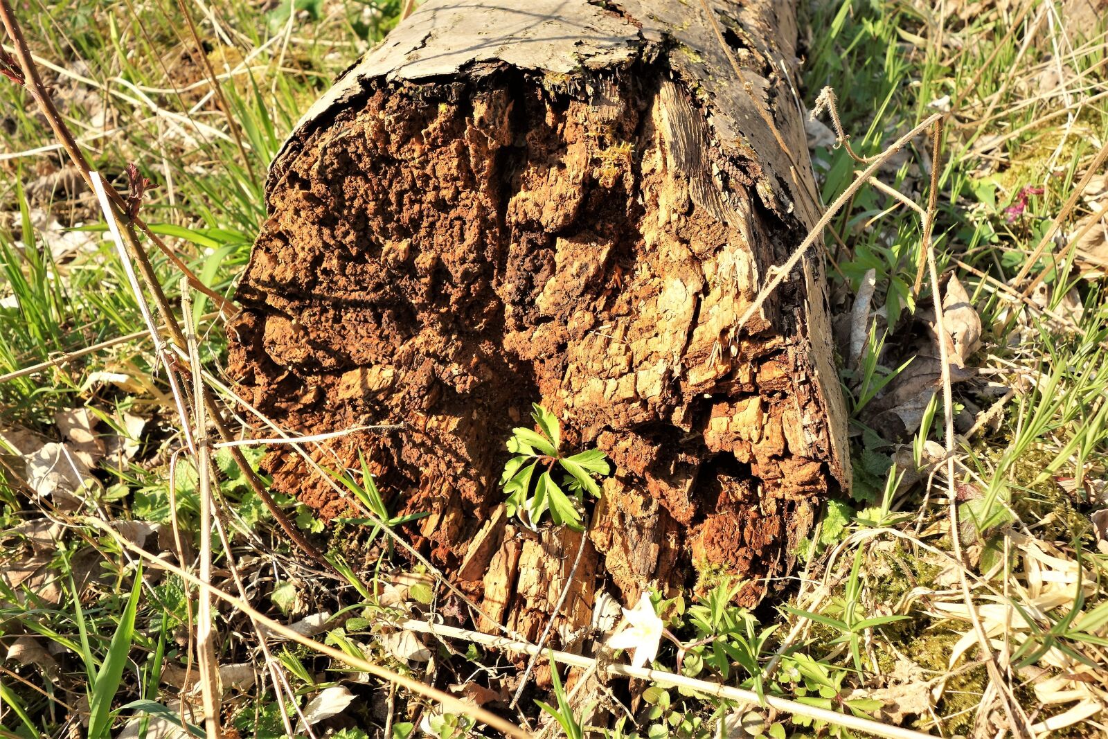 Sony Cyber-shot DSC-RX100 sample photo. Forest, nature, transience photography
