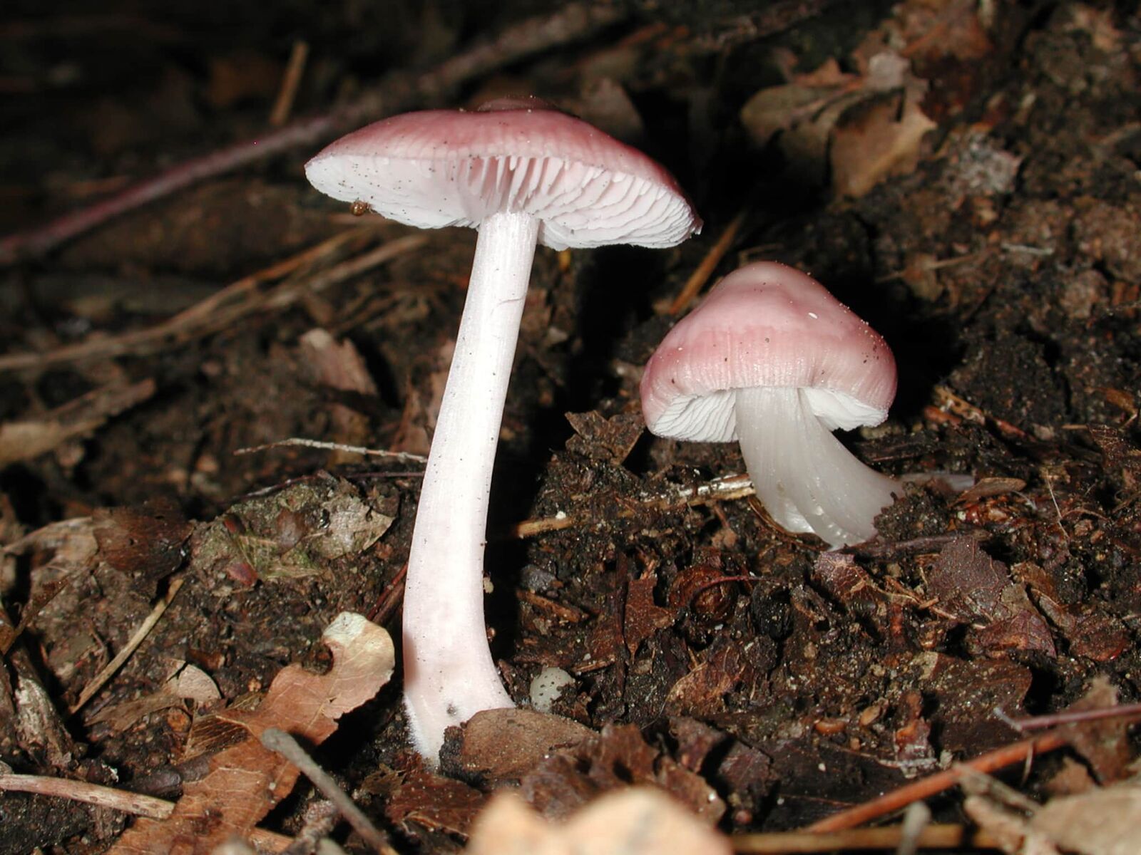 Nikon E990 sample photo. Shitaki mushroom, ground, toxic photography