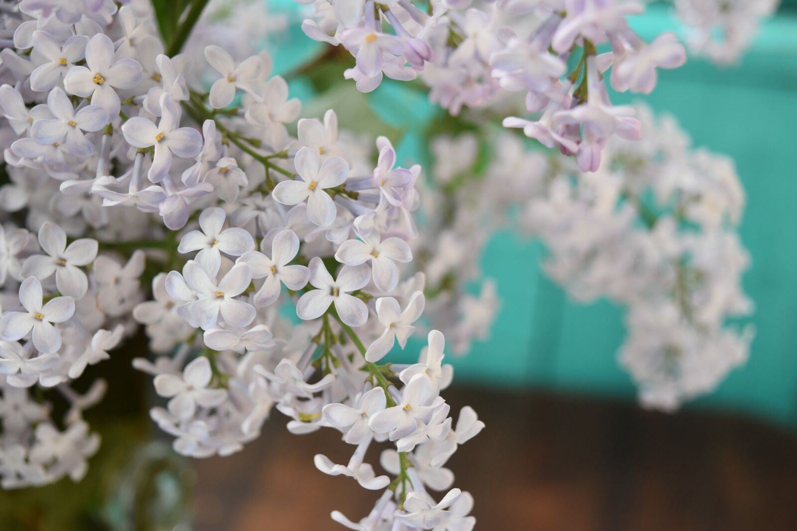 Nikon D5600 sample photo. Lilac, bloom, flowers photography