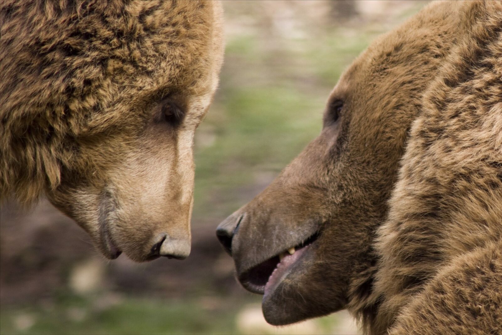 Pentax K-3 sample photo. Kisses, friendship, bear photography