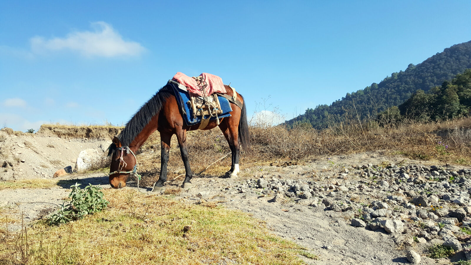 Samsung Galaxy Note5 sample photo. Horse, landscape, stones photography