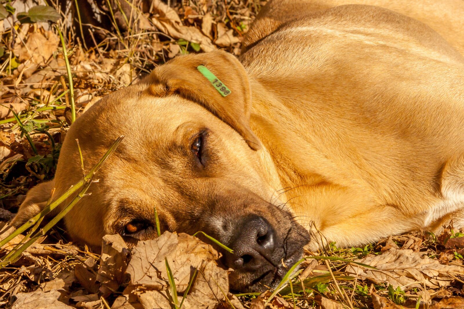 Canon EF-S 17-85mm F4-5.6 IS USM sample photo. Dog, animal, puppy photography