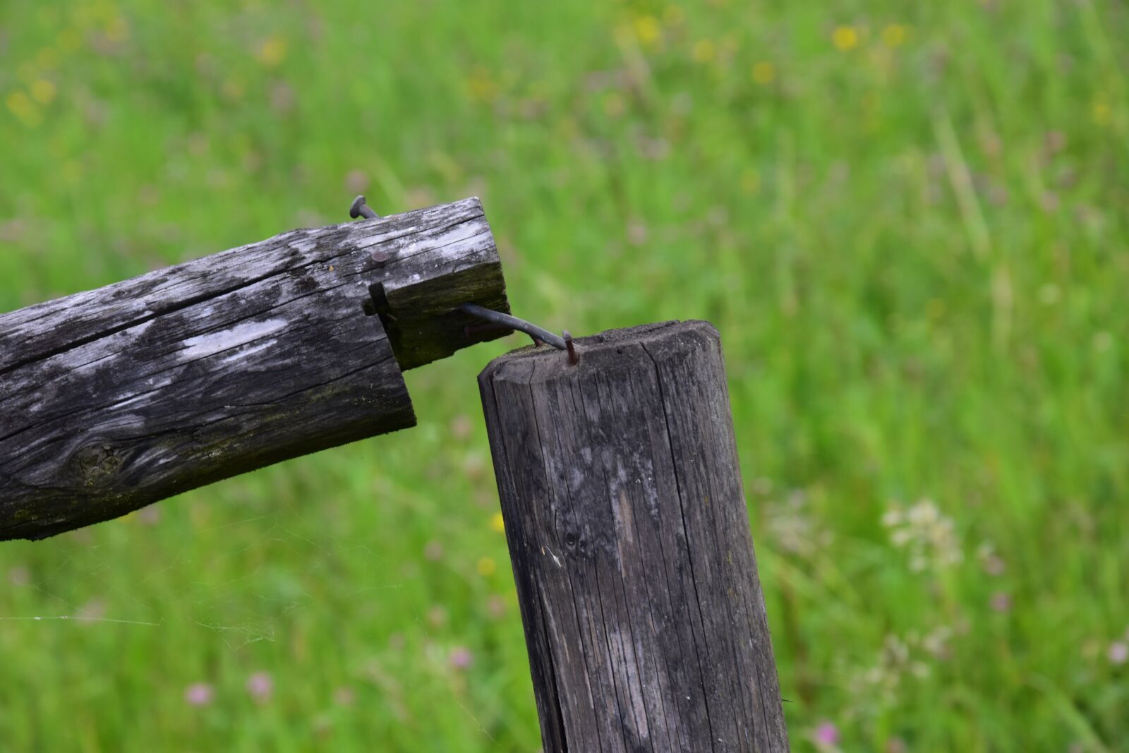 Nikon D3400 sample photo. Grass, nature, wood photography