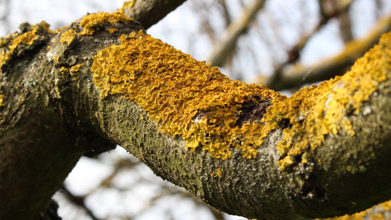Canon EOS 100D (EOS Rebel SL1 / EOS Kiss X7) sample photo. Bark, lichens, tree photography