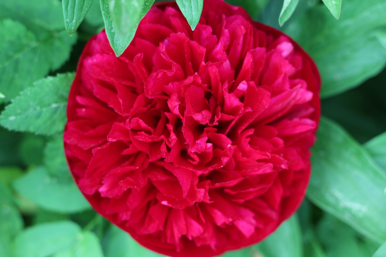 Canon EOS 600D (Rebel EOS T3i / EOS Kiss X5) sample photo. Peony, red, flower photography