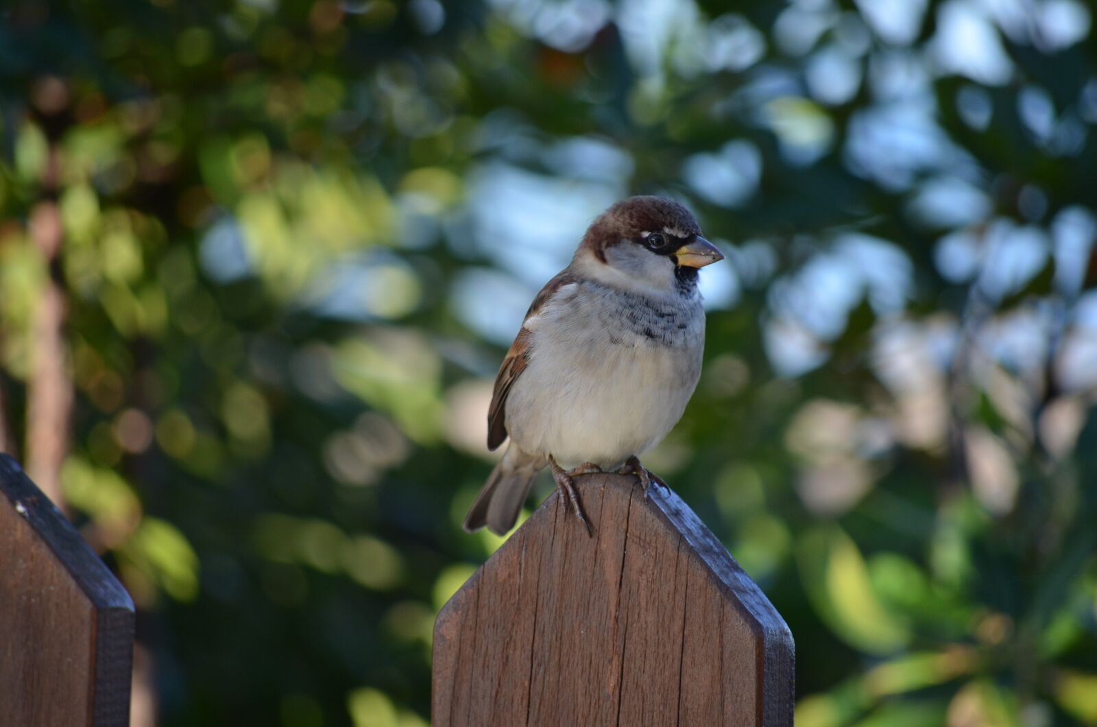 Nikon D5100 sample photo. Sparrow, nature, bird photography