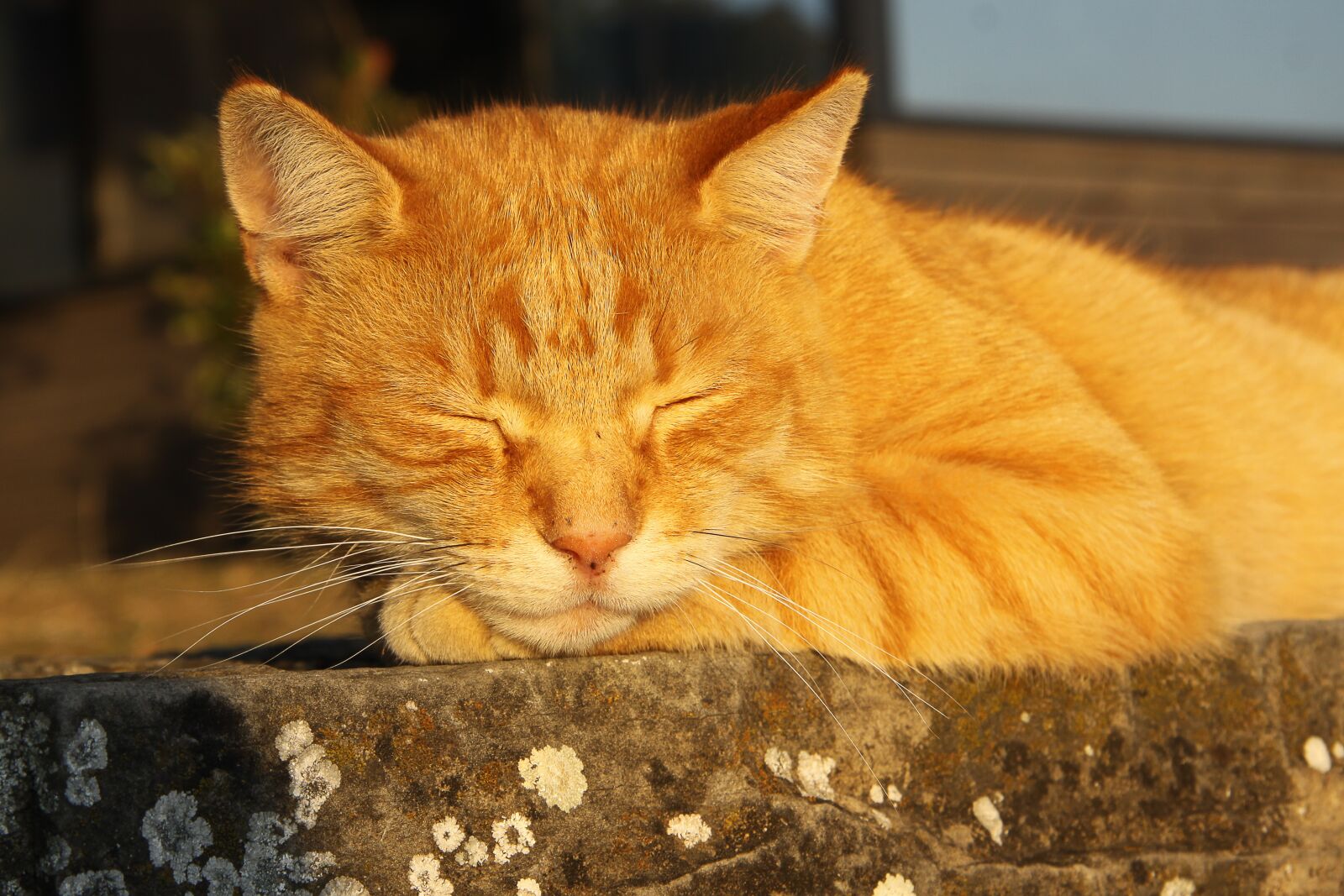 Canon EOS 50D sample photo. Cat, pet, red cat photography