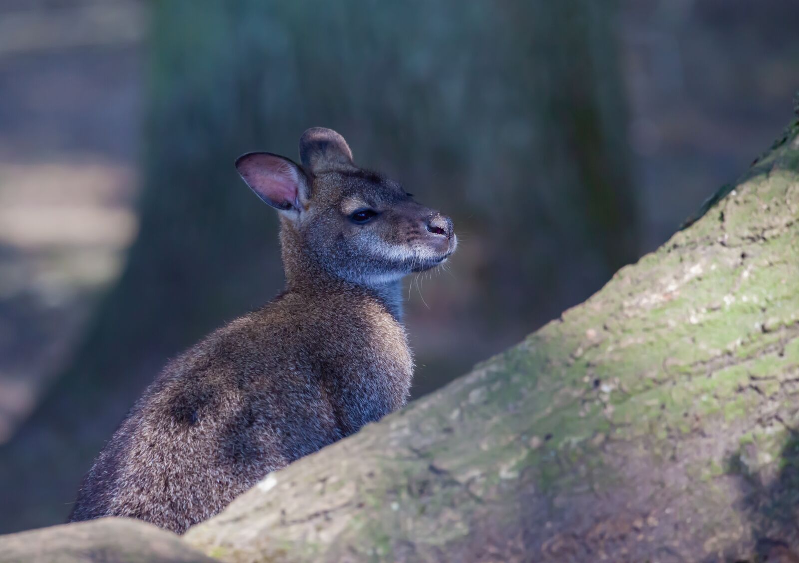 150-600mm F5-6.3 DG OS HSM | Contemporary 015 sample photo. Wallaby, zoo, safari photography