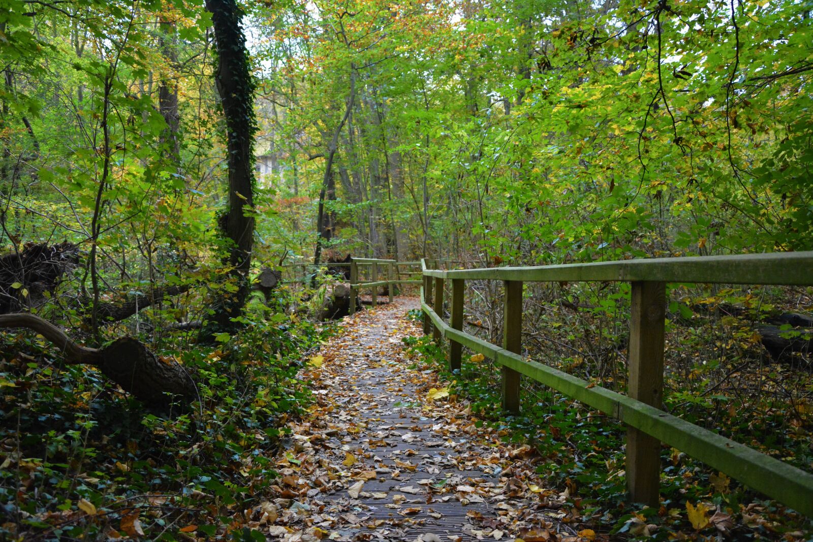 Nikon D5200 sample photo. Forest, autumn, nature photography