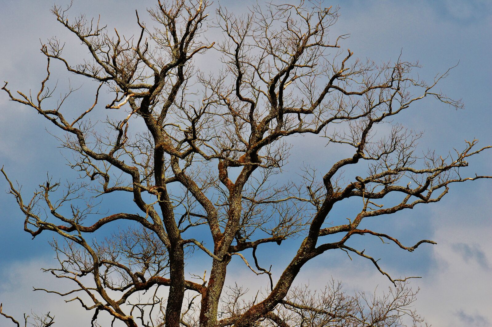 Nikon D3200 sample photo. Construction, branches, nature photography
