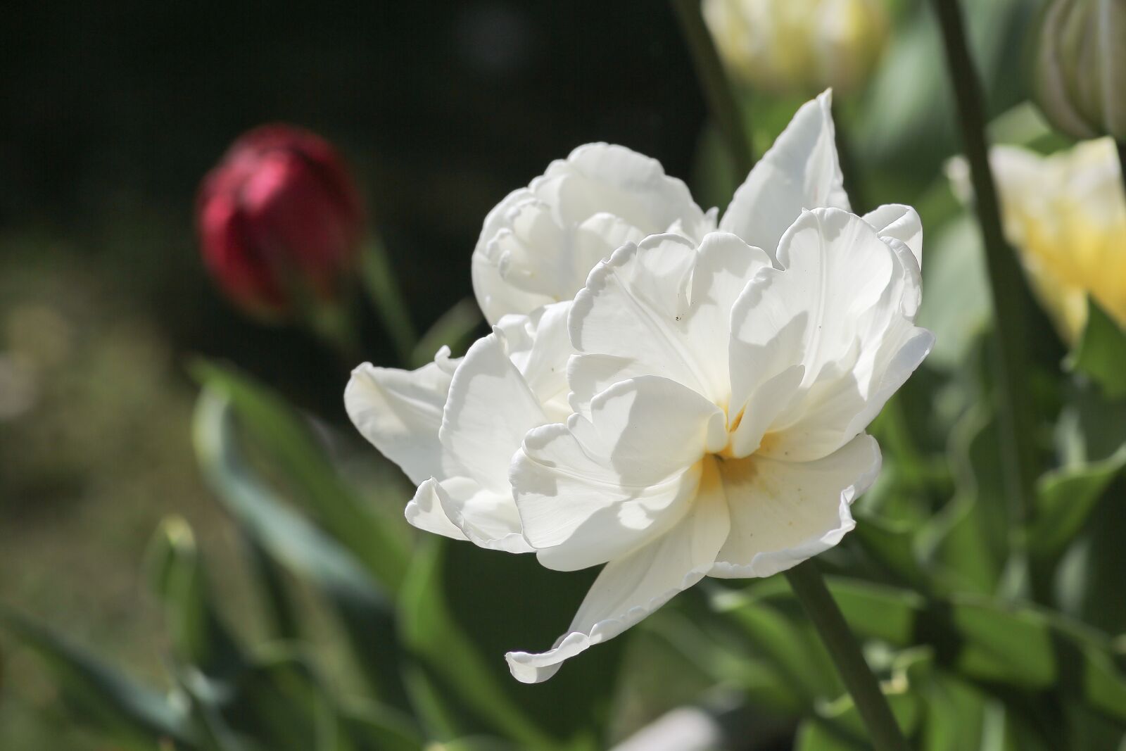 Canon EOS 5D Mark III sample photo. Tulip, white, spring photography