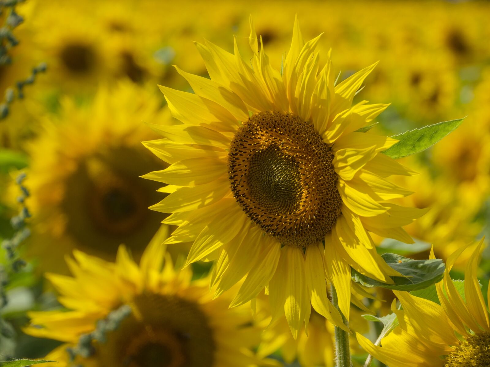 Panasonic Lumix DMC-GH2 + Panasonic Lumix G Vario HD 14-140mm F4-5.8 OIS sample photo. Sunflower, sunflower field, plant photography