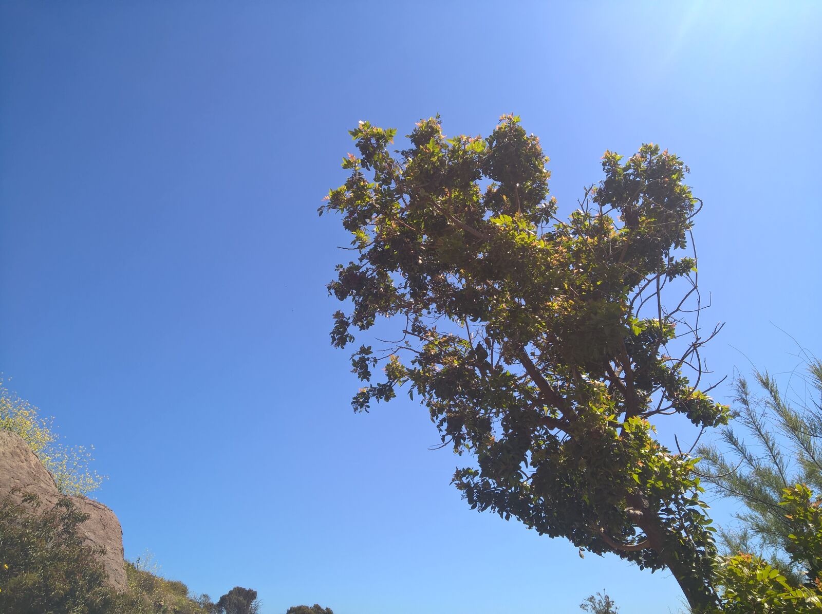 Microsoft Lumia 640 XL sample photo. Heaven, sun, tree photography