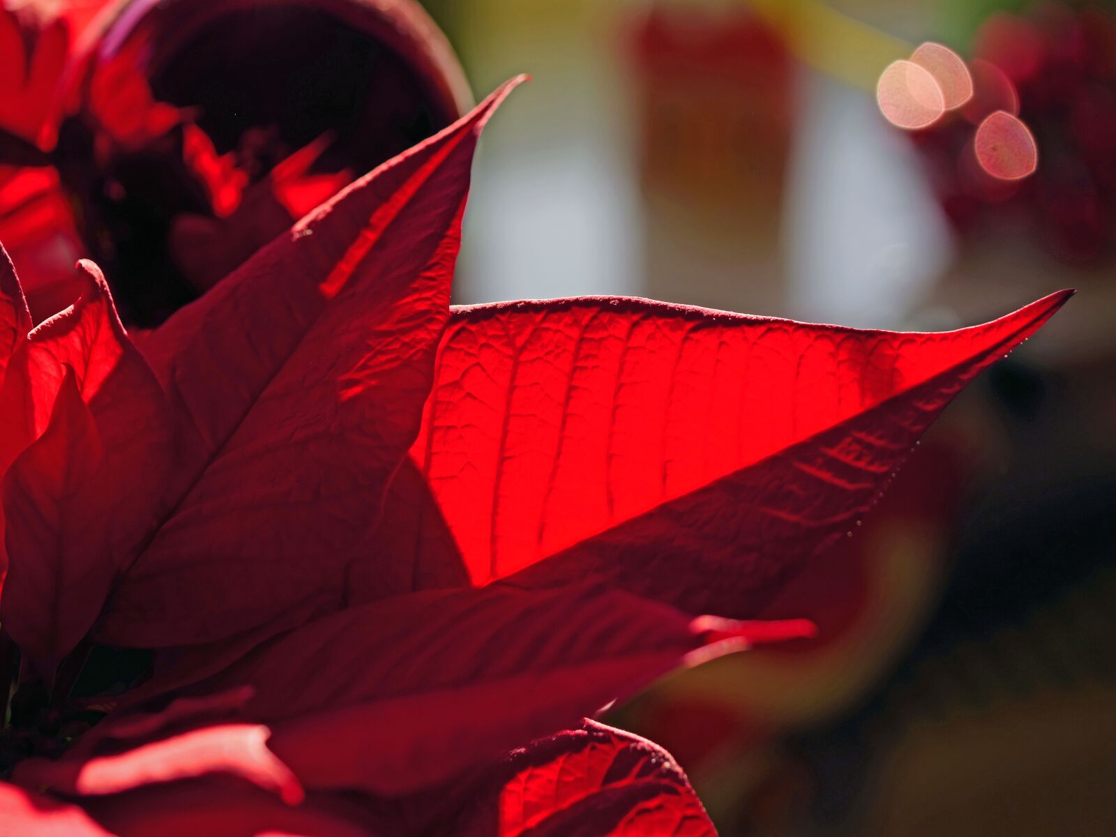 Panasonic Lumix DC-G9 sample photo. Poinsettia, leaf, red photography